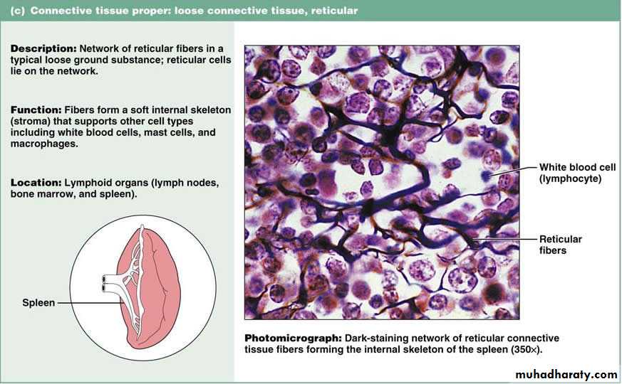 General histo theory