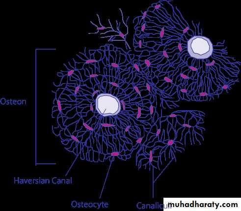 General histo theory