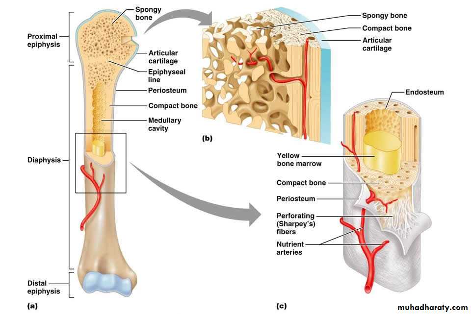 General histo theory