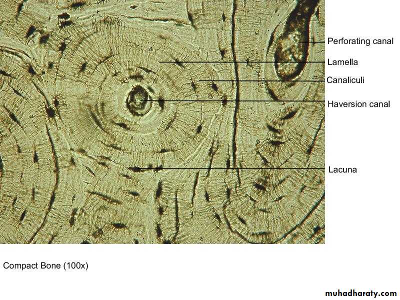 General histo theory