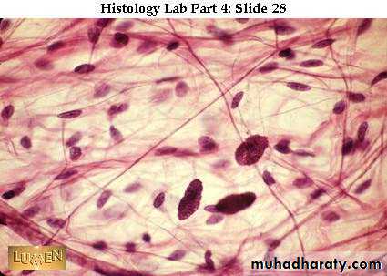General histo theory