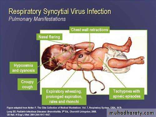 Respiratory system