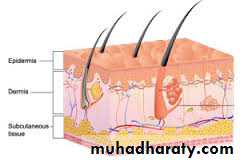 Morphology of The Skin