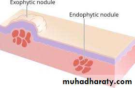 Morphology of The Skin