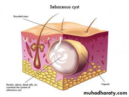 Morphology of The Skin