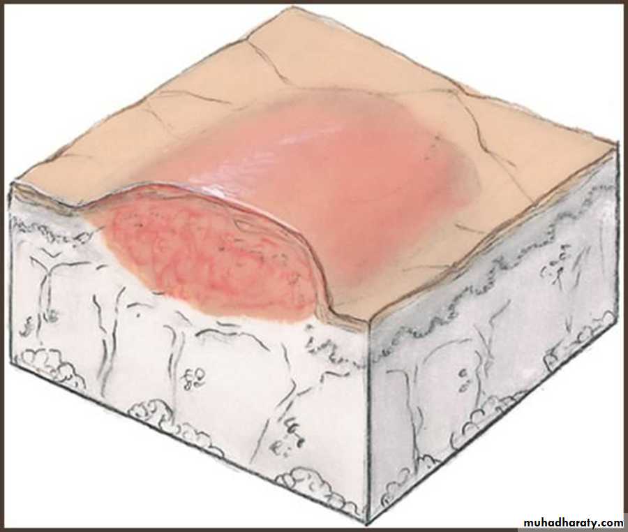Morphology of The Skin