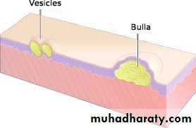 Morphology of The Skin