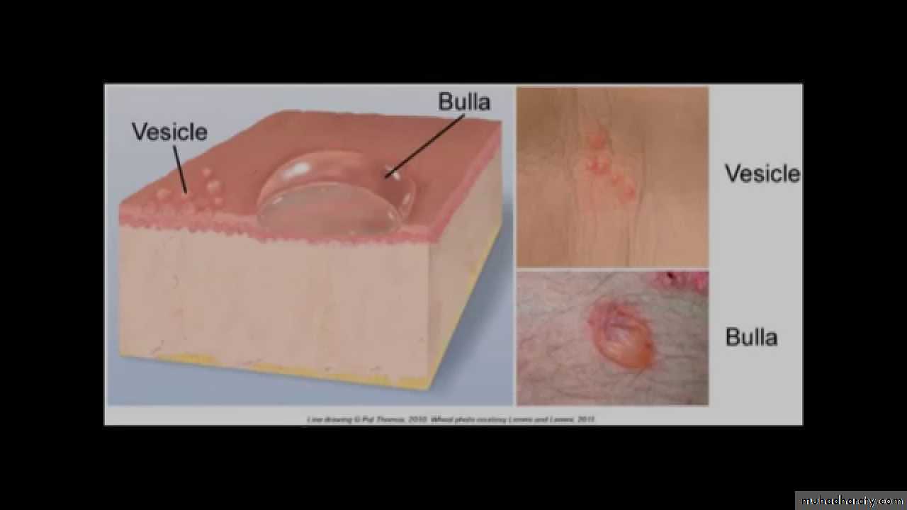 Morphology of The Skin