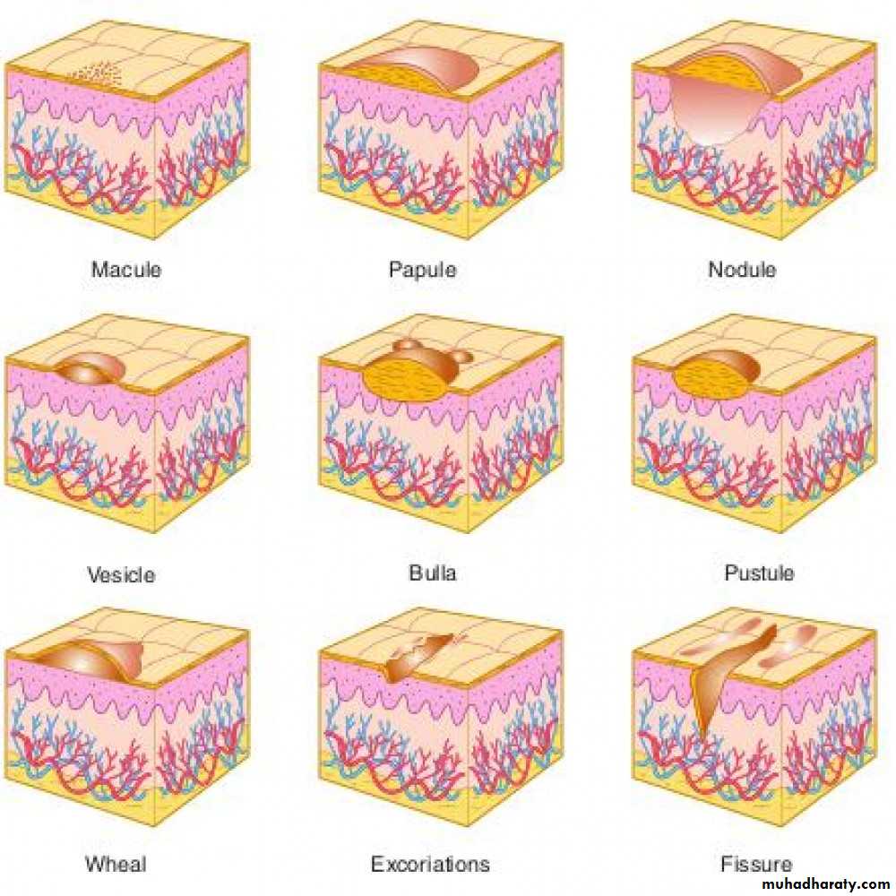 Morphology of The Skin