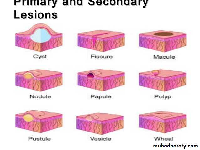 Morphology of The Skin