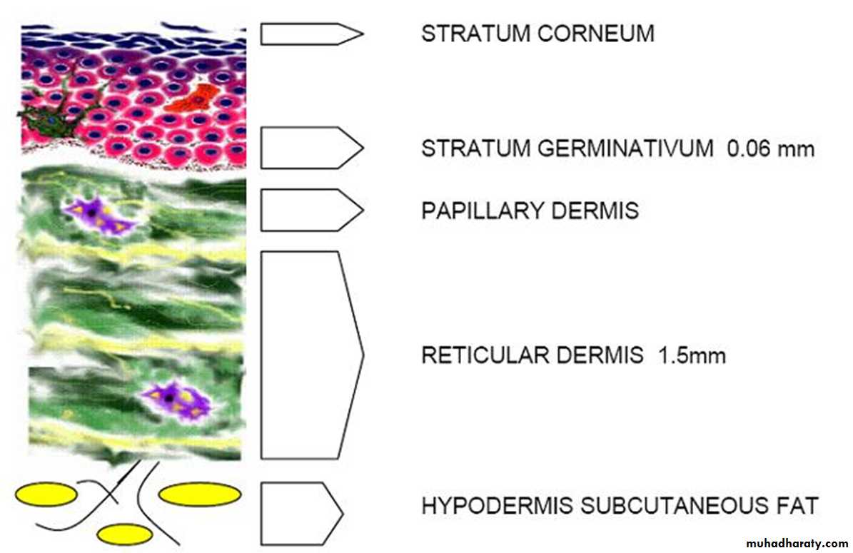 Morphology of The Skin