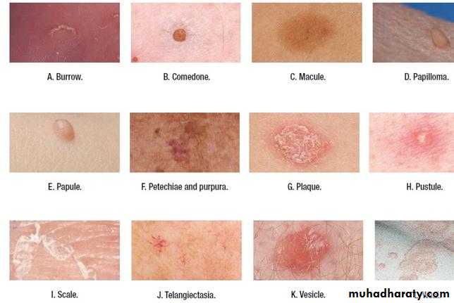 Morphology of The Skin