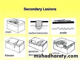 Morphology of The Skin