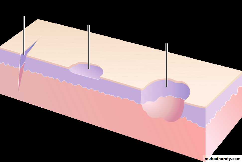 Morphology of The Skin