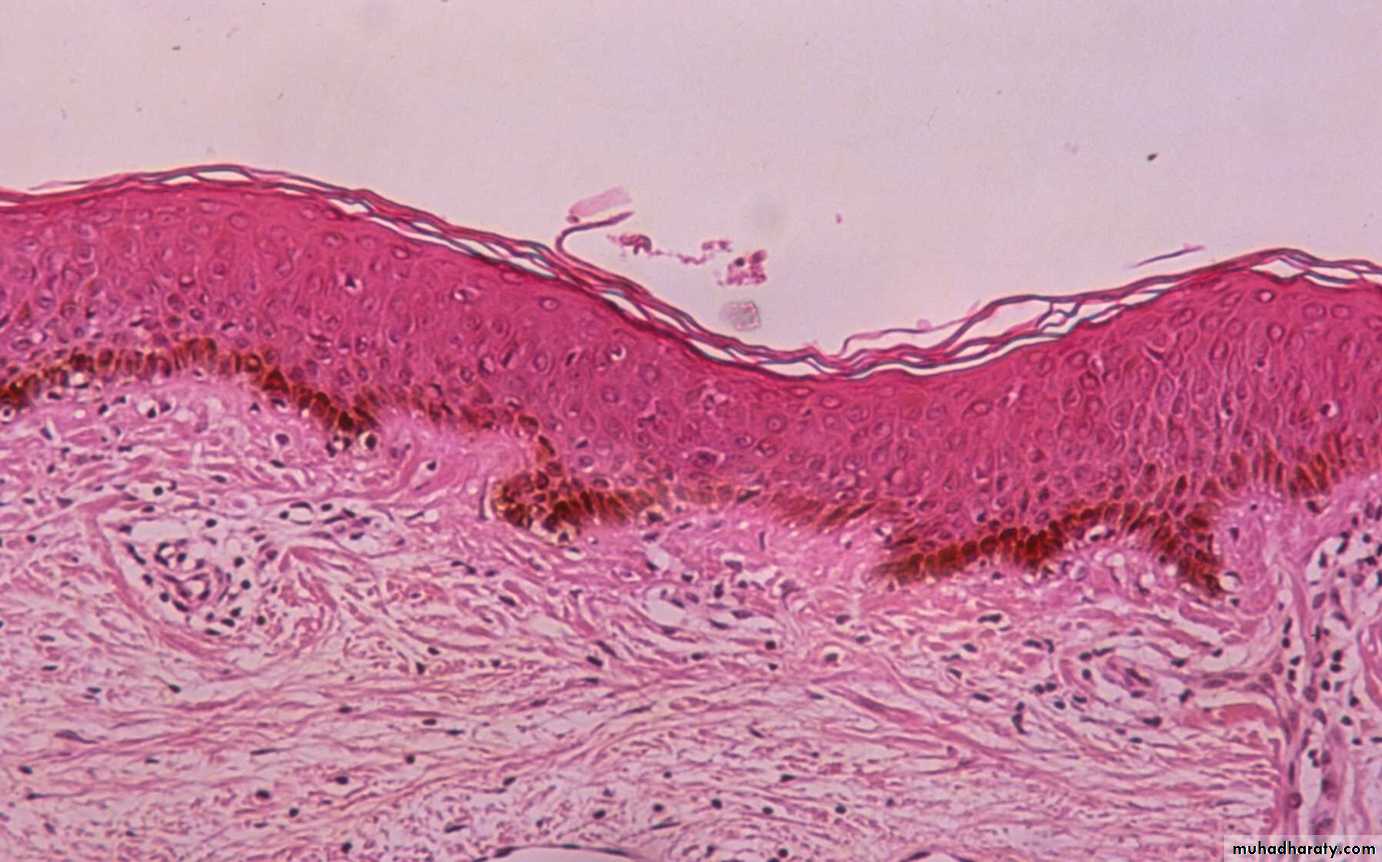 Morphology of The Skin