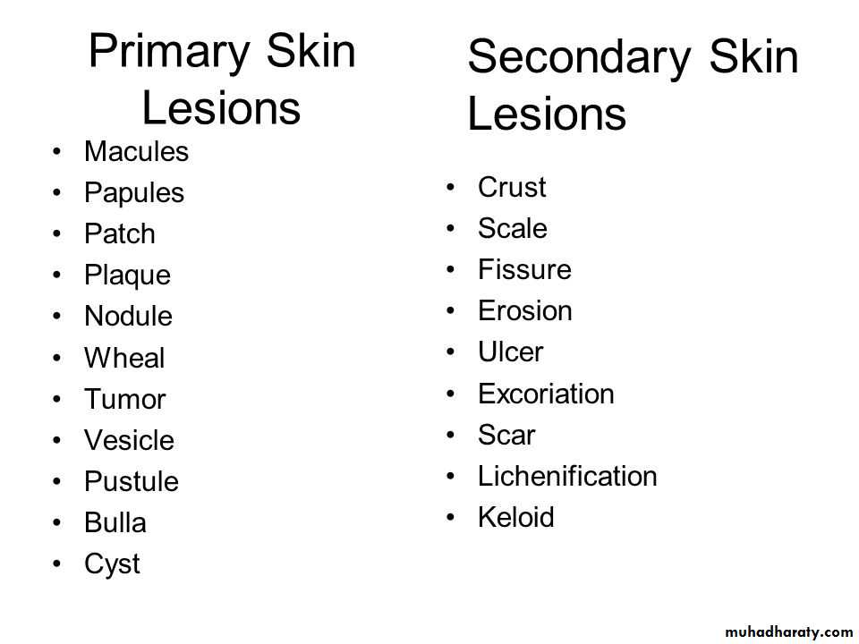 Morphology of The Skin