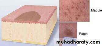 Morphology of The Skin
