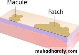 Morphology of The Skin