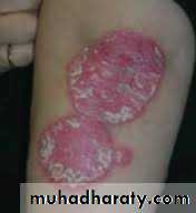 Morphology of The Skin