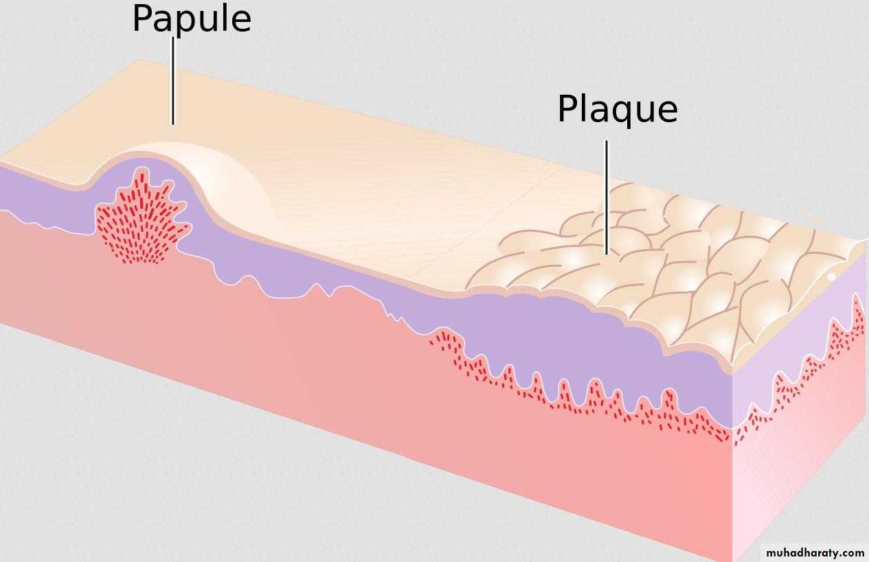 Morphology of The Skin