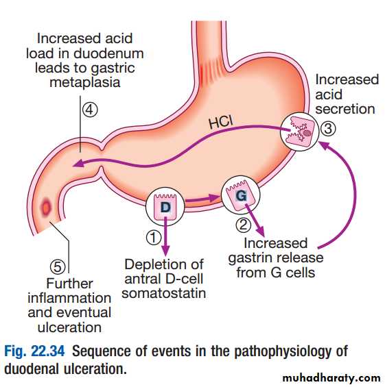 stomach and duodenum
