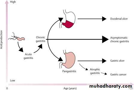 stomach and duodenum