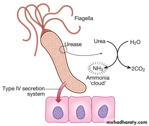 stomach and duodenum(datashow)1