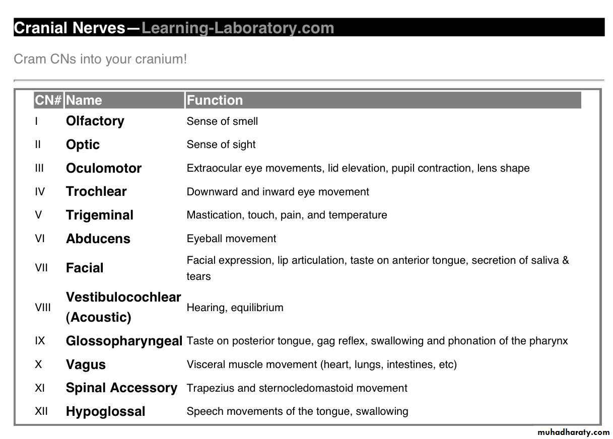 Anatomy