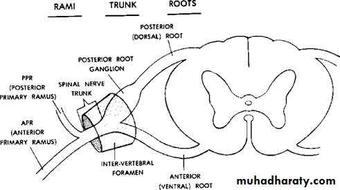 Anatomy