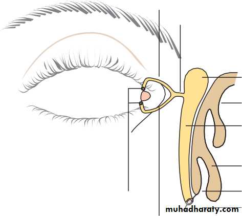 Ophthalmology Lecture Notes