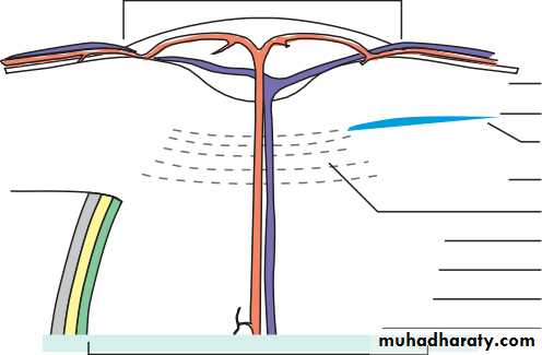 Ophthalmology Lecture Notes