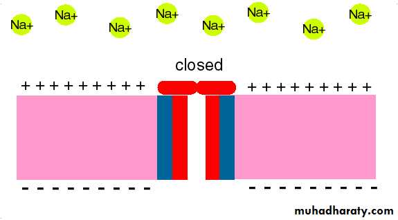 Local anesthesia