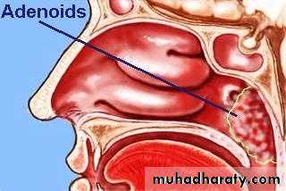 The pharynx