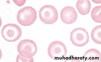blood film
