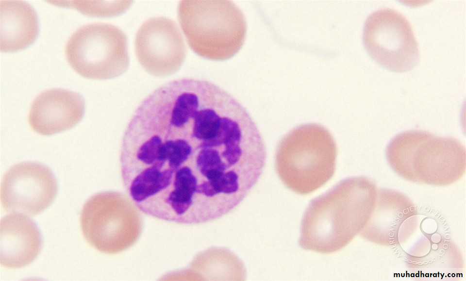 blood film