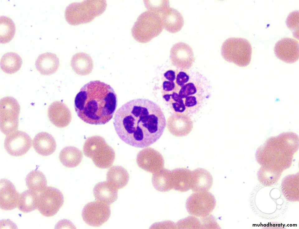 blood film