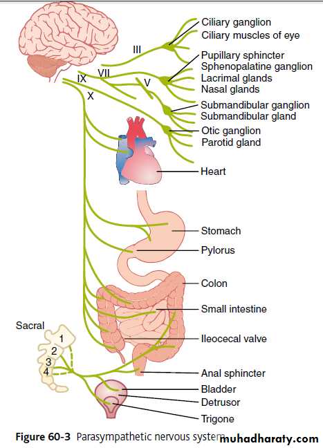 autonomic nervous system