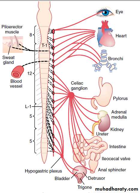 autonomic nervous system