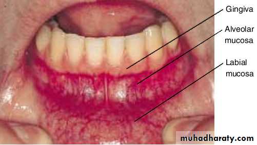 physical findings عملي