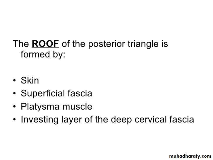 Anatomy