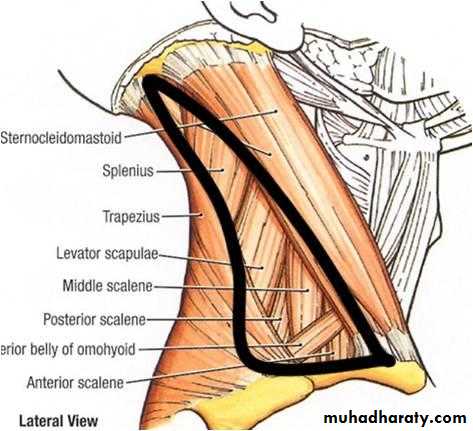 Anatomy