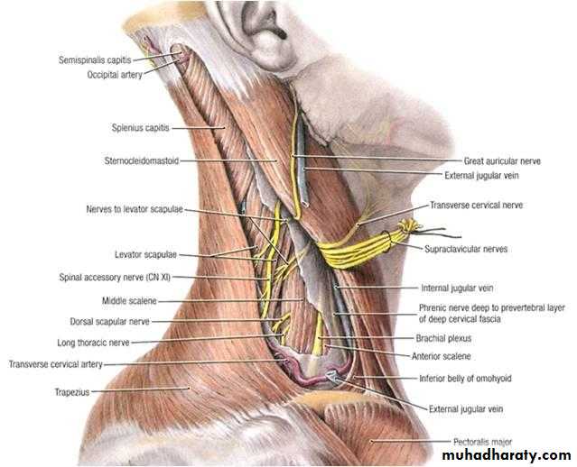 Anatomy