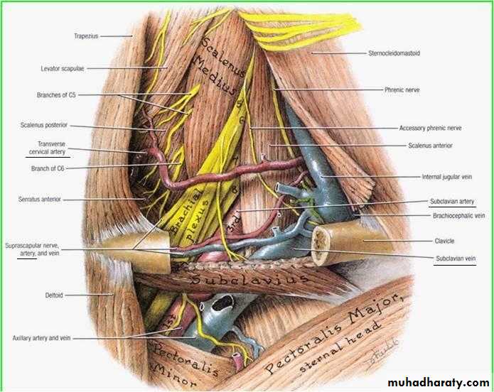 Anatomy