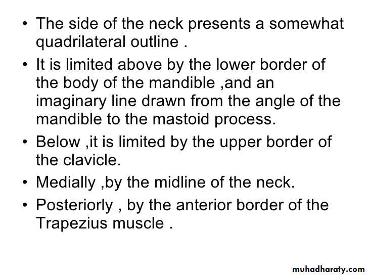 Anatomy