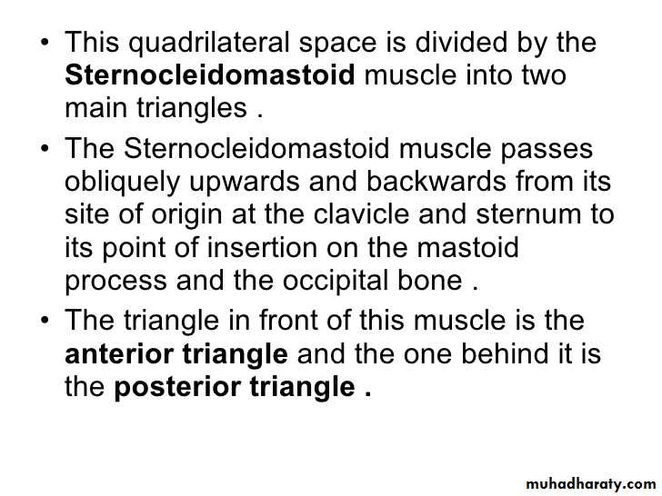 Anatomy