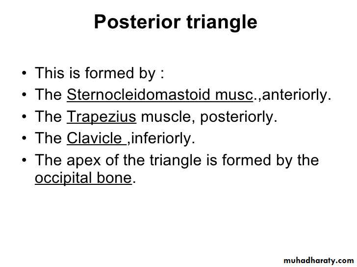 Anatomy