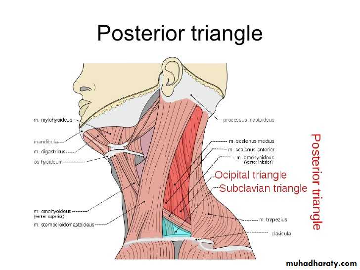 Anatomy