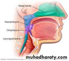 Anatomy