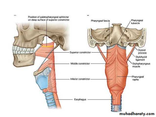 Anatomy