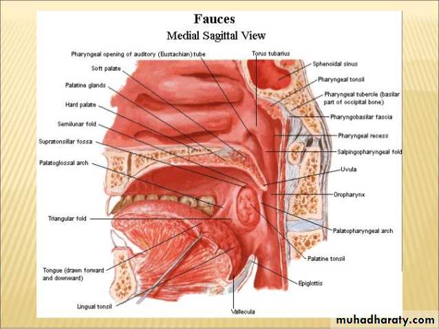 Anatomy